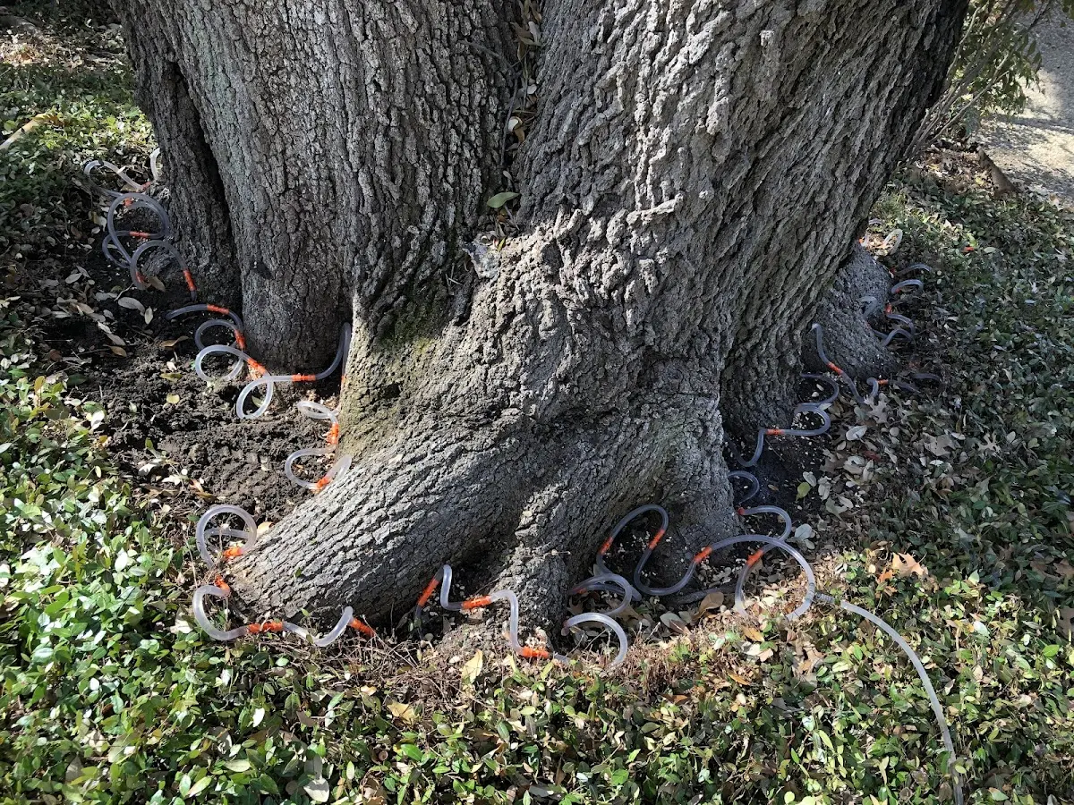 Detailed Tree Cabling and Bracing job site in Fort Lee