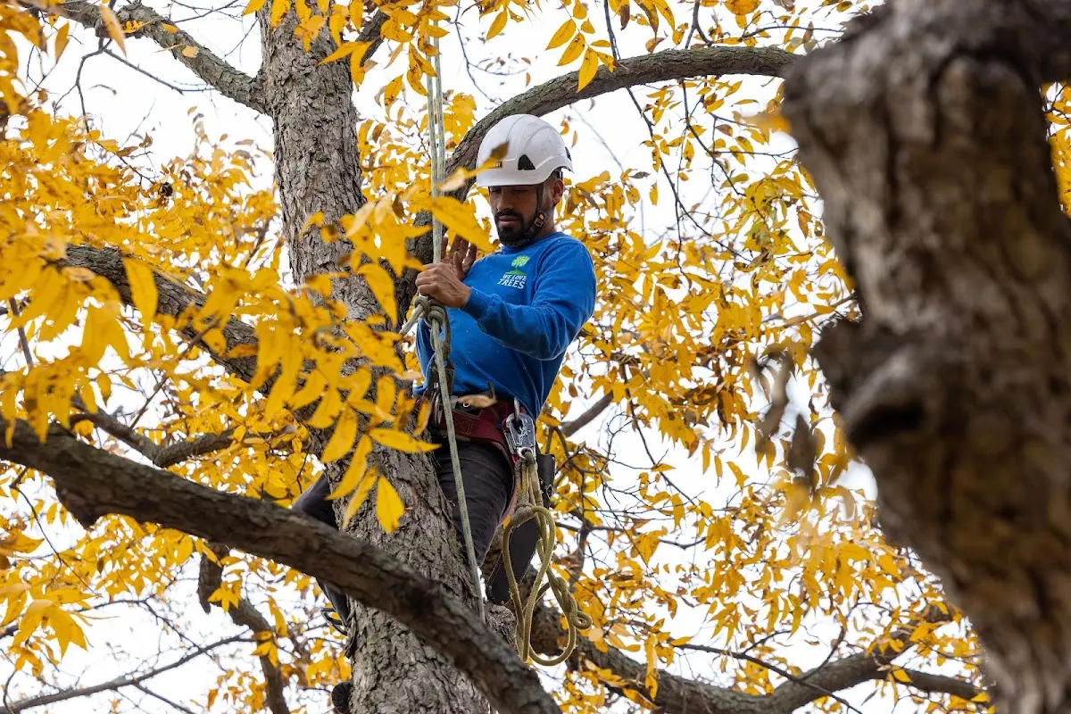 Skilled Tree Planting crew working in Fort Lee